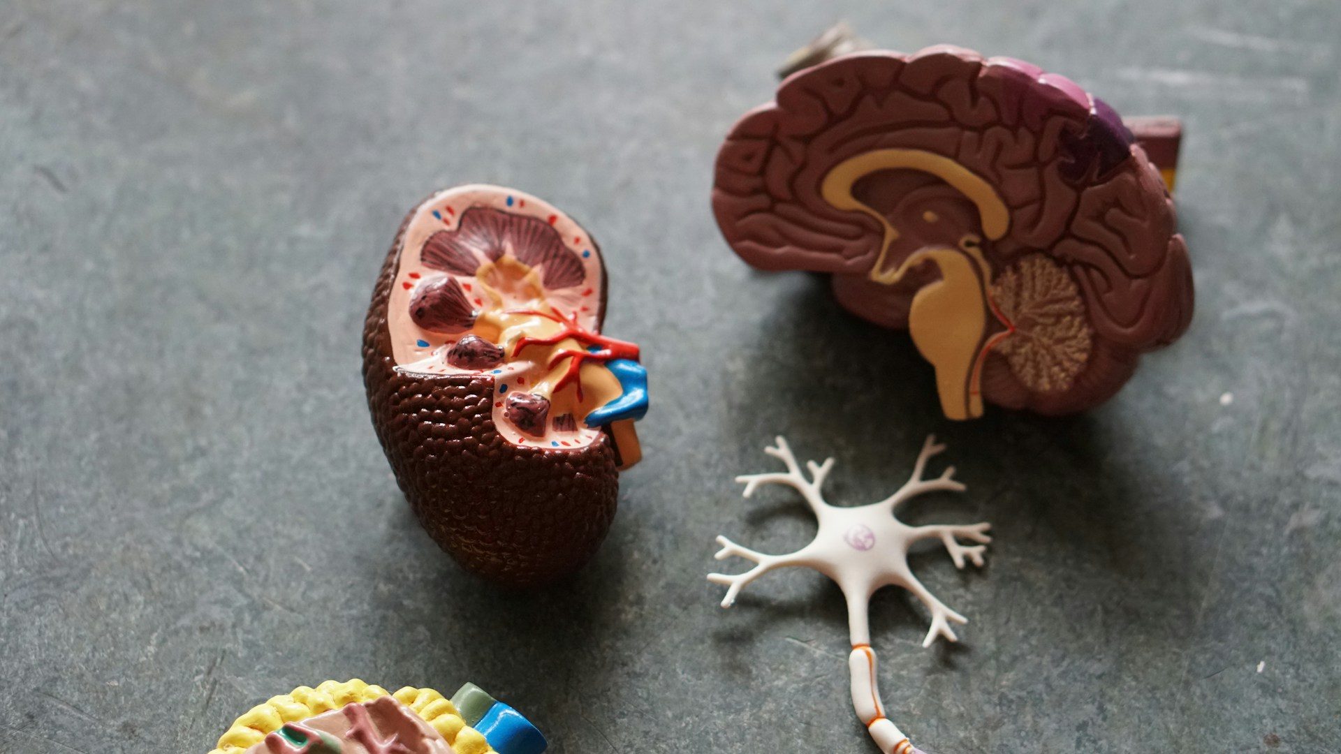 Basic Science and Para Clinical Science Welcome Image